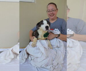 Mutt Dogs for adoption in McKinney, TX, USA