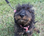 Puppy Myrtle Bernedoodle-Bernese Mountain Dog Mix