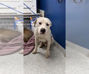 Bullboxer Pit Dogs for adoption in Pasadena, TX, USA