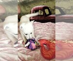 Small Photo #26 German Shepherd Dog Puppy For Sale in CECILIA, KY, USA