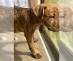 Puppy Rose Airedale Terrier-American Pit Bull Terrier Mix