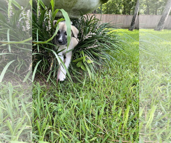 Medium Photo #5 Mutt Puppy For Sale in The Woodlands, TX, USA