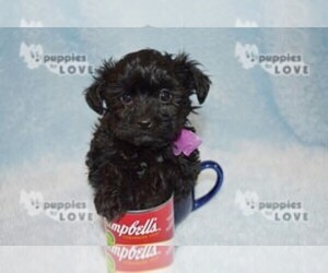 Poodle (Toy)-Yorkshire Terrier Mix Puppy for sale in SANGER, TX, USA