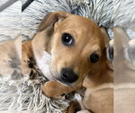 Small #4 Beagle Mix