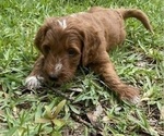 Puppy Teddy Goldendoodle