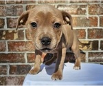 Small #10 Staffordshire Bull Terrier