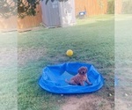 Small #4 Golden Retriever