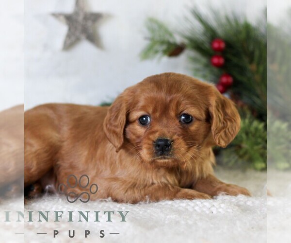 Medium Photo #3 Golden Retriever Puppy For Sale in LITITZ, PA, USA