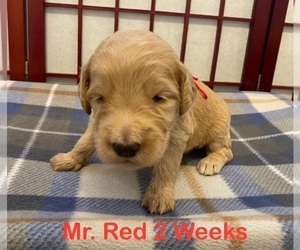 Goldendoodle Puppy for Sale in MILLVILLE, New Jersey USA
