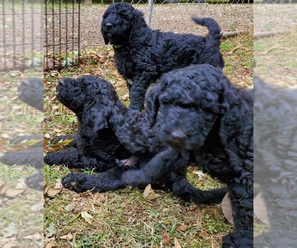 Medium Photo #5 Poodle (Standard) Puppy For Sale in GOWER, MO, USA