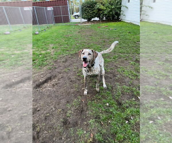 Medium Photo #4 Plott Hound-Pointer Mix Puppy For Sale in Muskegon, MI, USA