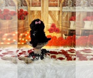 Poodle (Toy) Puppy for sale in RIPLEY, MS, USA