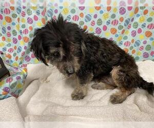 Dachshund-Unknown Mix Dogs for adoption in Modesto, CA, USA