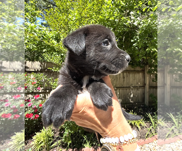 Medium Photo #2 Mutt Puppy For Sale in Rockville, MD, USA