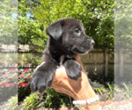 Small #1 Mutt