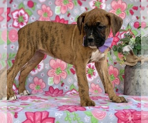 Boxer Puppy for sale in LANCASTER, PA, USA