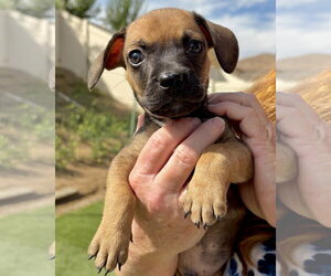 French Bull Weiner Dogs for adoption in Corona, CA, USA