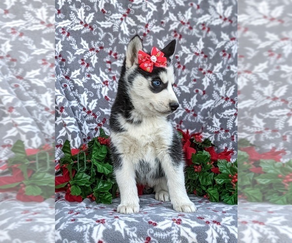 Medium Photo #4 Siberian Husky Puppy For Sale in EPHRATA, PA, USA