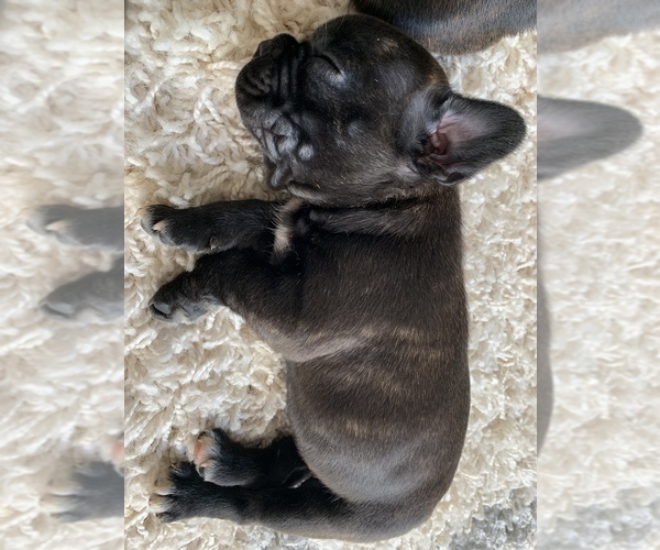 Medium Photo #2 Faux Frenchbo Bulldog Puppy For Sale in DUNDEE, IL, USA