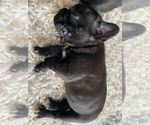 Small Photo #2 Faux Frenchbo Bulldog Puppy For Sale in DUNDEE, IL, USA
