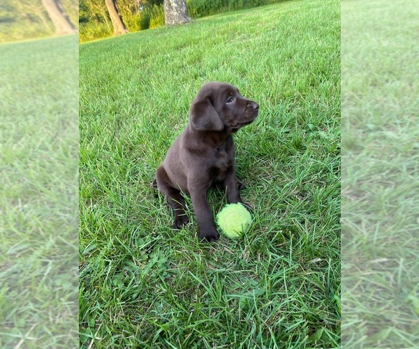 Medium Photo #16 Labrador Retriever Puppy For Sale in SWANTON, MD, USA