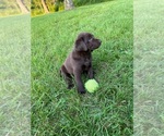 Small #1 Labrador Retriever