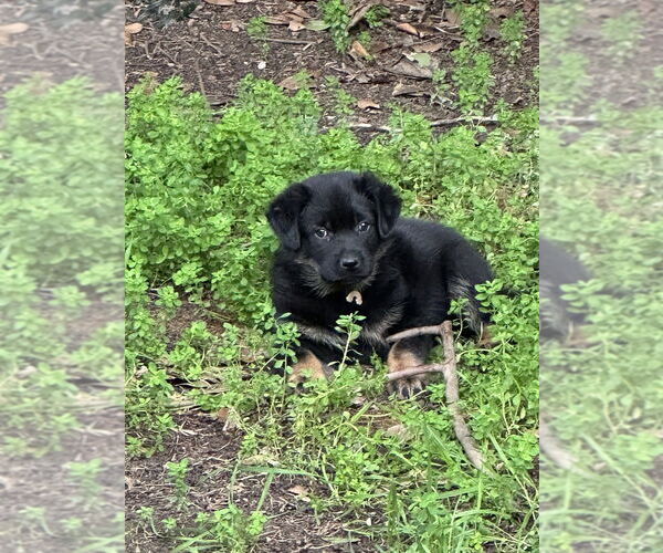 Medium Photo #7 German Shepherd Dog-Unknown Mix Puppy For Sale in West Sacramento, CA, USA