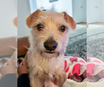 Small #1 Mutt