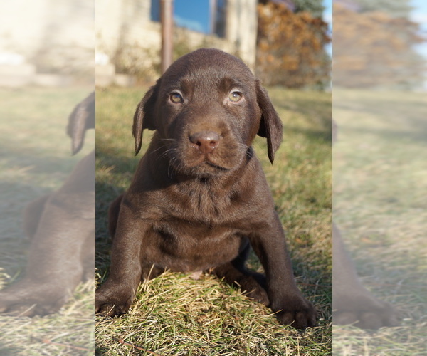 Medium Photo #1 Labrador Retriever Puppy For Sale in SOUTH WAYNE, WI, USA