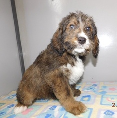 Bernedoodle-Bernese Mountain Dog Mix Puppy for sale in MIDDLEBURY, IN, USA