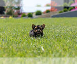 Small Photo #14 Yorkshire Terrier Puppy For Sale in WARSAW, IN, USA