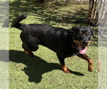 Small Photo #4 Rottweiler Puppy For Sale in Mooresville, NC, USA