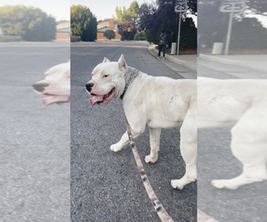 Dogo Argentino Puppy for sale in ROY, UT, USA