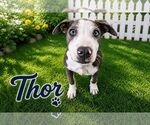 Small #17 Doberman Pinscher Mix