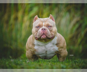 Father of the American Bully puppies born on 01/21/2022