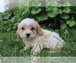 Small #2 Cavapoo