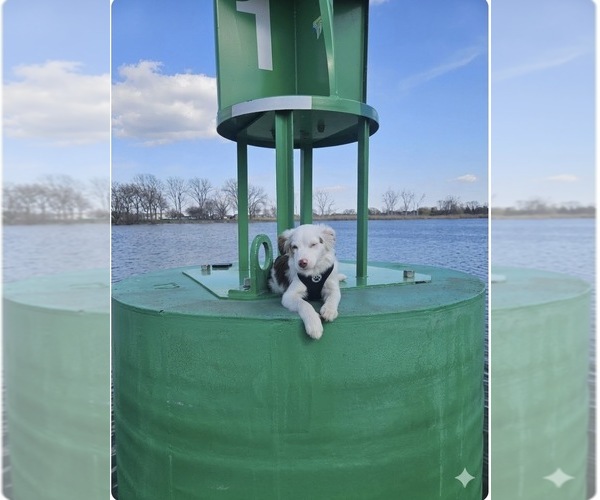 Medium Photo #1 Miniature Australian Shepherd Puppy For Sale in WARREN, MI, USA