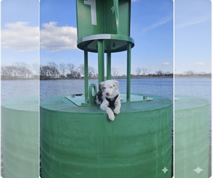 Miniature Australian Shepherd Puppy for sale in WARREN, MI, USA
