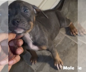 American Bully Puppy for Sale in RICHMOND, Virginia USA