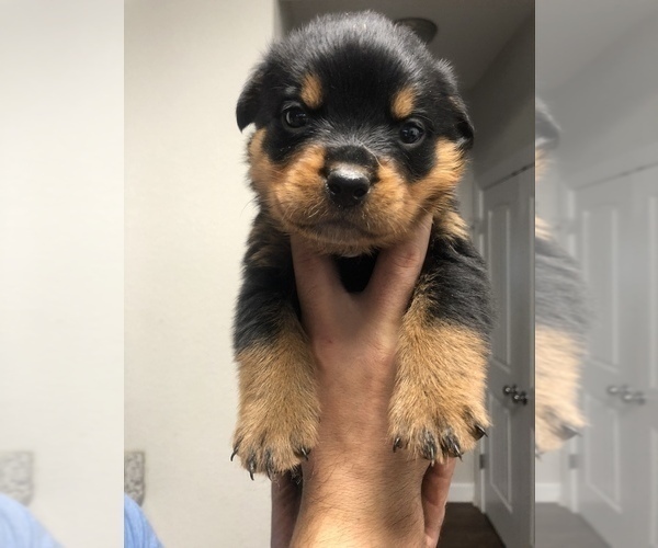 Medium Photo #1 Rottweiler Puppy For Sale in NORFOLK, VA, USA