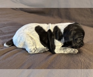 German Shorthaired Pointer Puppy for sale in WOODLAND PARK, CO, USA