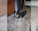 Small #2 Mutt