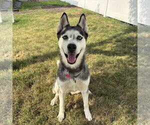 Siberian Husky Dogs for adoption in Fargo, ND, USA