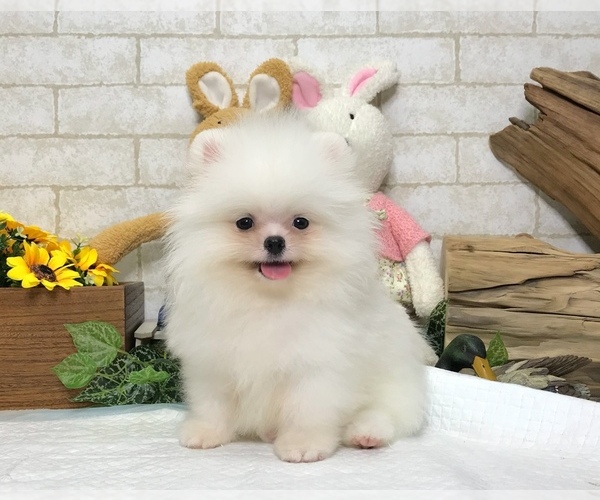 Medium Photo #6 Pomeranian Puppy For Sale in SAN FRANCISCO, CA, USA