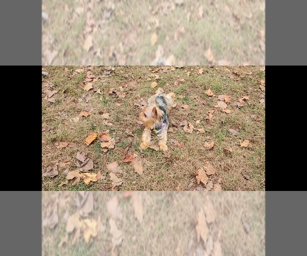 Medium Photo #6 Yorkshire Terrier Puppy For Sale in MARIETTA, GA, USA