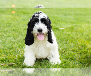 Cockapoo (Miniature) Puppy for sale in NAPPANEE, IN, USA