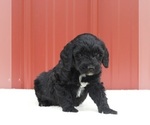 Small #1 Aussiedoodle Miniature 