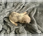 Small #26 French Bulldog
