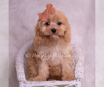 Small #4 Cavapoo (Miniature)