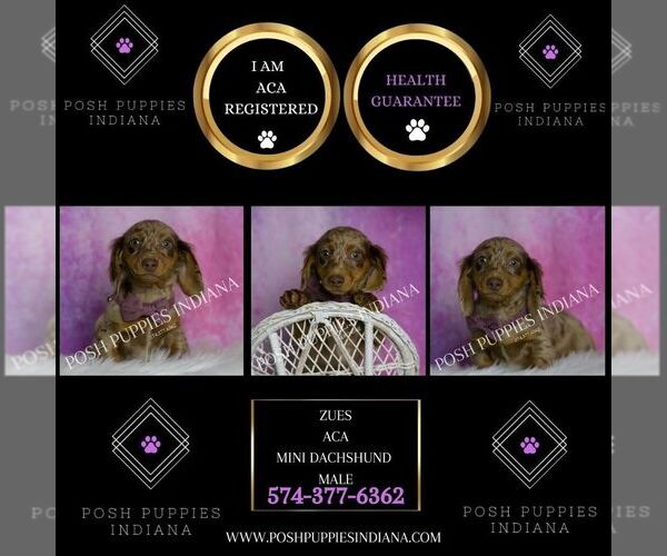 Medium Photo #7 Dachshund Puppy For Sale in WARSAW, IN, USA